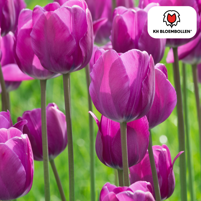 Bulbi di tulipano Purple Prince – 20 pezzi | KH Bloembollen® | Tulipano viola-violetto – Vigoroso e regale – Per giardino o vaso – Misura 11/12 – Freschi dal coltivatore