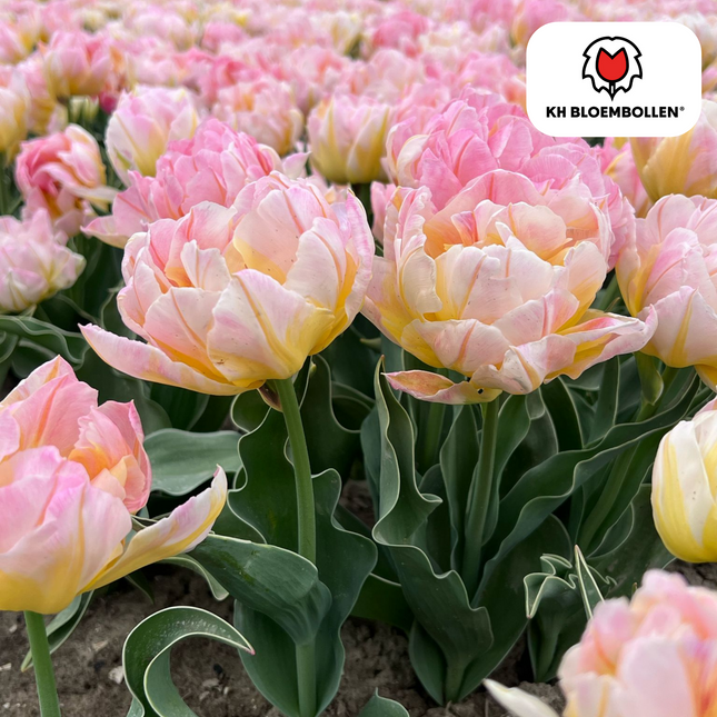 Bulbi di tulipano Password – 20 pezzi | KH Bloembollen® | Tulipano rosa a fiore doppio – Pieno, morbido e romantico – Per giardino o vaso – Misura 11/12 – Freschi dal coltivatore
