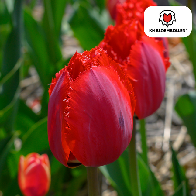 Bulbi di tulipano Masterpeace – 20 pezzi | KH Bloembollen® | Tulipano rosso con bordo seghettato – Audace e unico – Per giardino o vaso – Misura 11/12 – Freschi dal coltivatore