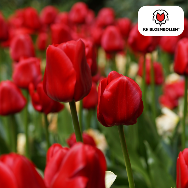 Bulbi di tulipano Seadov – 20 pezzi | KH Bloembollen® | Tulipano rosso intenso – Vigoroso, classico e senza tempo – Per giardino o vaso – Misura 11/12 – Freschi dal coltivatore