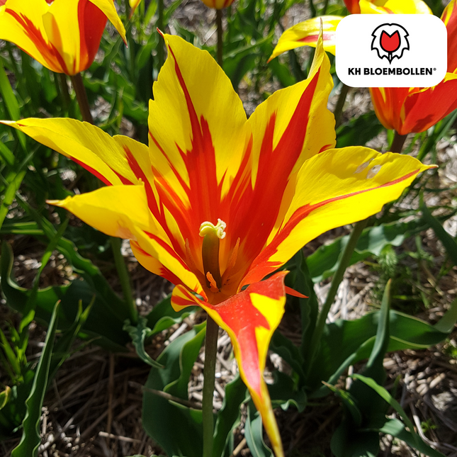 Bulbi di tulipano Fire Wings – 20 pezzi | KH Bloembollen® | Tulipano fiammato rosso-giallo – Ardente e sorprendente – Per giardino o vaso – Misura 11/12 – Freschi dal coltivatore