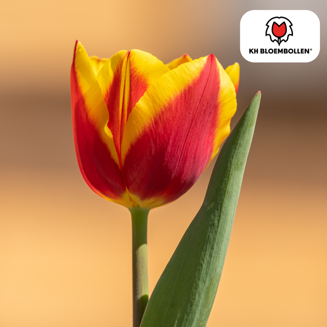 Bulbi di tulipano Jan Seignette – 20 pezzi | KH Bloembollen® | Tulipano a strisce rosse e gialle – Classico e appariscente – Per giardino o vaso – Misura 11/12 – Freschi dal coltivatore