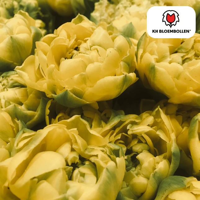 Bulbi di tulipano Avant Garde – 20 pezzi | KH Bloembollen® | Tulipano giallo a fiore doppio – Unico, pieno ed elegante – Per giardino o vaso – Misura 11/12 – Direttamente dal coltivatore