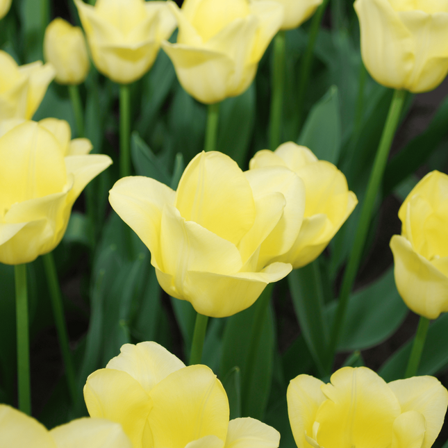 Bulbi di tulipano World Friendship – 20 pezzi | KH Bloembollen® | Tulipani giallo chiaro – Delicati, amichevoli ed eleganti – Per giardino o vaso – Misura 11/12 – Freschi di coltivazione