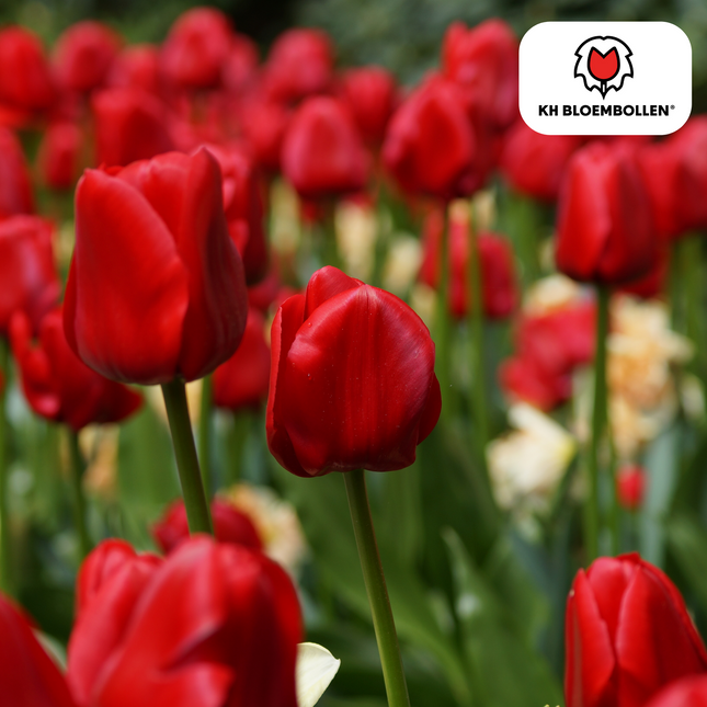 Bulbi di tulipano Ile de France – 20 pezzi | KH Bloembollen® | Tulipano rosso intenso – Classico, vigoroso ed elegante – Per giardino o vaso – Misura 11/12 – Freschi dal coltivatore