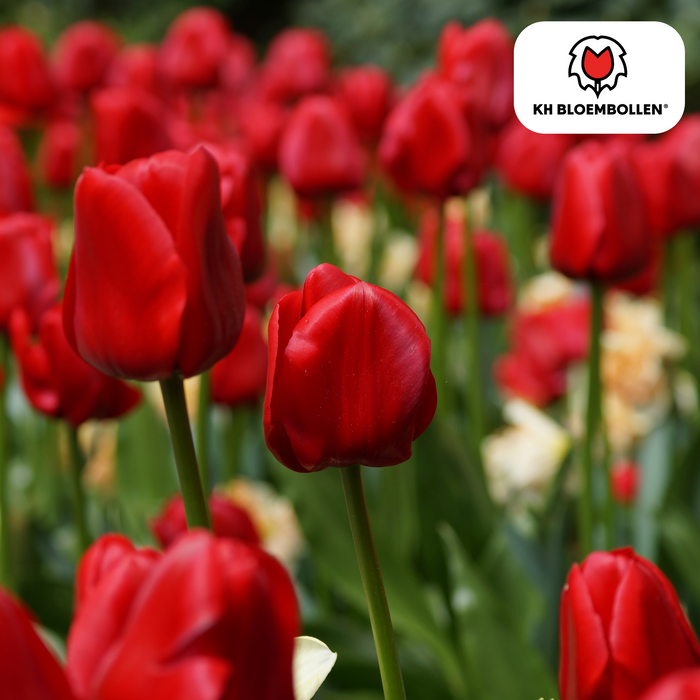 Tulpenbollen Ile de France – 20 Stuks | KH Bloembollen® | Dieprode Tulp – Klassiek, Krachtig & Elegant – Voor Tuin of Pot – Maat 11/12 – Vers van de Teler