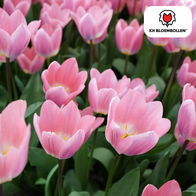 Bulbi di tulipano leggeri e sognanti – 20 pezzi | KH Bloembollen® | Bellissimi colori pastello – Per giardino o vaso – Misura 11/12 – Direttamente dal coltivatore!