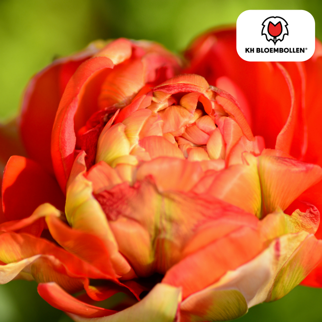 Bulbi di tulipano doppio Gudoshnik – 20 pezzi | KH Bloembollen® | Tulipani a fiore doppio gialli, arancioni e rossi – Simili a peonie e colorati – Per giardino o vaso – Misura 11/12 – Freschi dal coltivatore