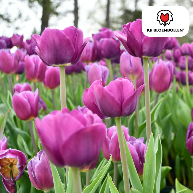 Bulbi di tulipano Purple Prince – 20 pezzi | KH Bloembollen® | Tulipano viola-violetto – Vigoroso e regale – Per giardino o vaso – Misura 11/12 – Freschi dal coltivatore