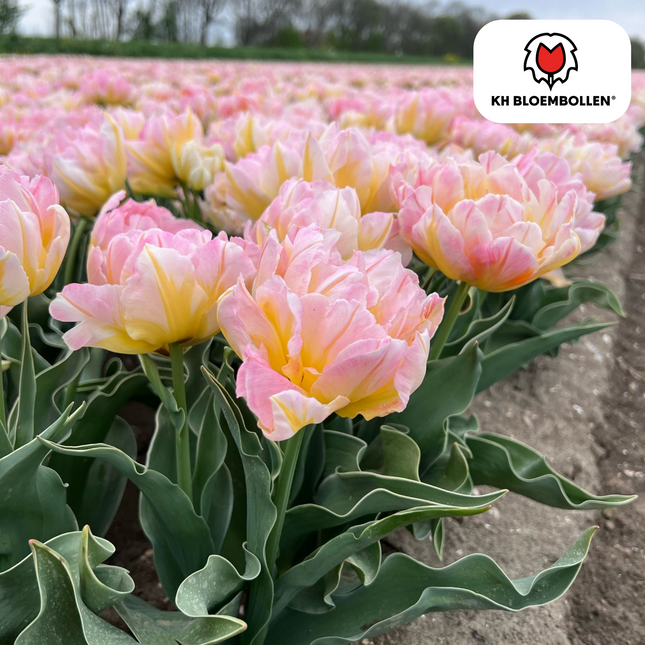 Bulbi di tulipano Password – 20 pezzi | KH Bloembollen® | Tulipano rosa a fiore doppio – Pieno, morbido e romantico – Per giardino o vaso – Misura 11/12 – Freschi dal coltivatore