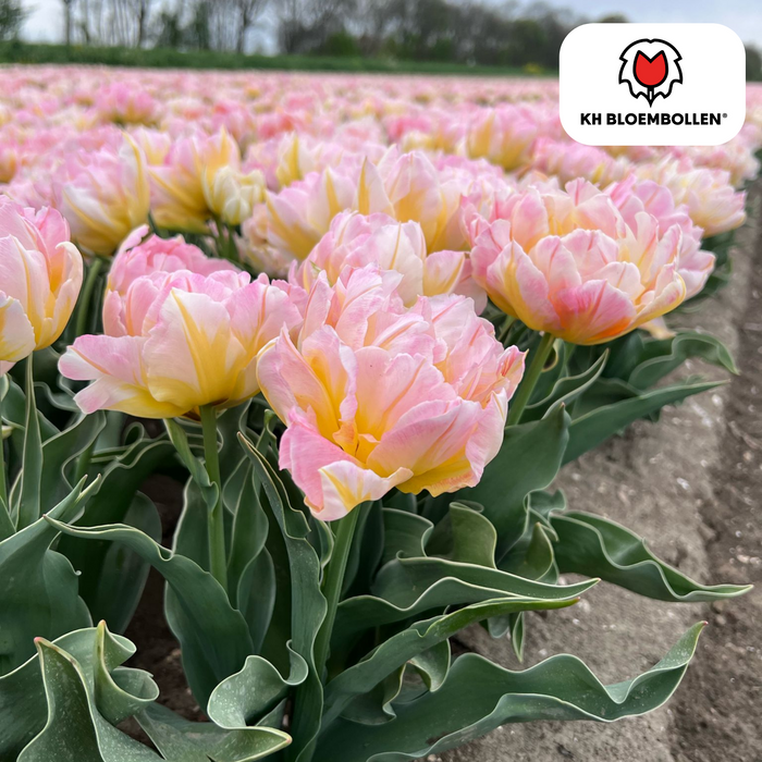 Tulpenbollen Password – 20 Stuks | KH Bloembollen® | Roze Dubbelbloemige Tulp – Vol, Zacht & Romantisch – Voor Tuin of Pot – Maat 11/12 – Vers van de Teler