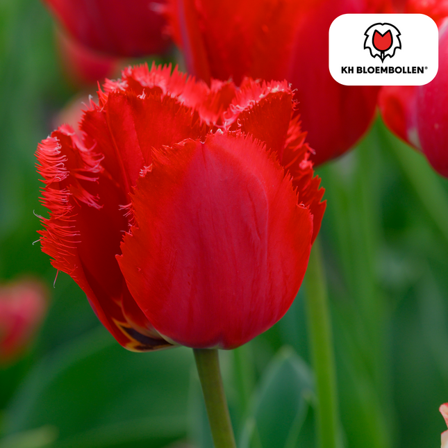 Bulbi di tulipano Masterpeace – 20 pezzi | KH Bloembollen® | Tulipano rosso con bordo seghettato – Audace e unico – Per giardino o vaso – Misura 11/12 – Freschi dal coltivatore