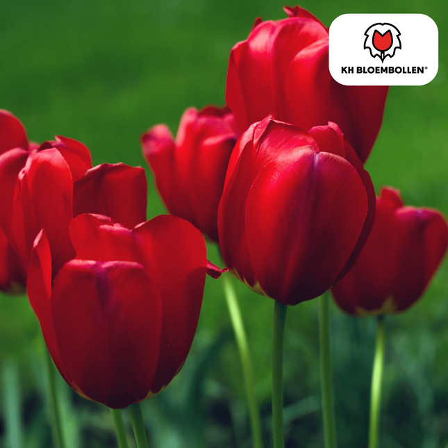 Bulbi di tulipano Seadov – 20 pezzi | KH Bloembollen® | Tulipano rosso intenso – Vigoroso, classico e senza tempo – Per giardino o vaso – Misura 11/12 – Freschi dal coltivatore