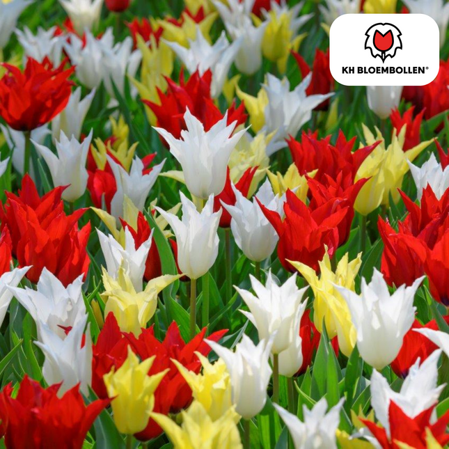 Bulbi di tulipano Tres Chic Mix – 20 pezzi | KH Bloembollen® | Tulipani rossi, gialli e bianchi – Eleganti, freschi e colorati – Per giardino o vaso – Misura 11/12 – Freschi dal coltivatore