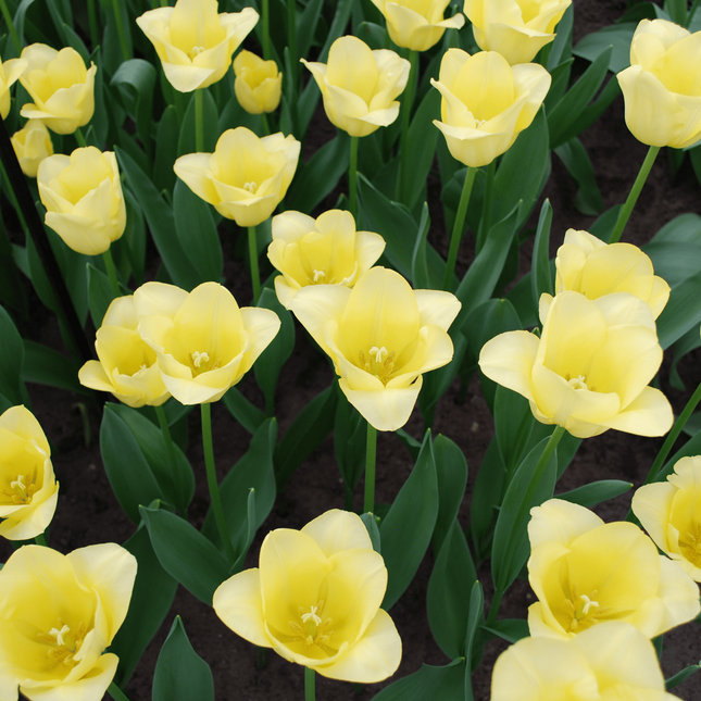 Bulbi di tulipano World Friendship – 20 pezzi | KH Bloembollen® | Tulipani giallo chiaro – Delicati, amichevoli ed eleganti – Per giardino o vaso – Misura 11/12 – Freschi di coltivazione