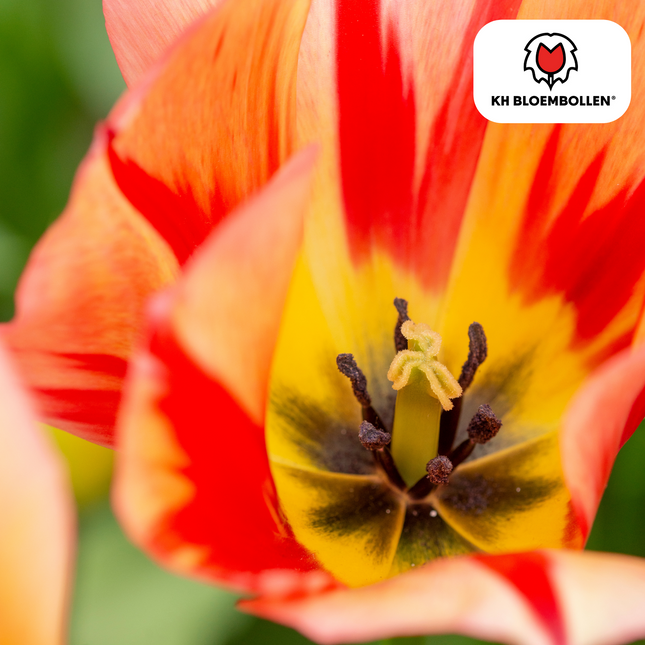 Bulbi di tulipano Spring Break – 20 pezzi | KH Bloembollen® | Tulipani rosso-arancio – Vivaci, energici e appariscenti – Per giardino o vaso – Misura 11/12 – Freschi di coltivazione