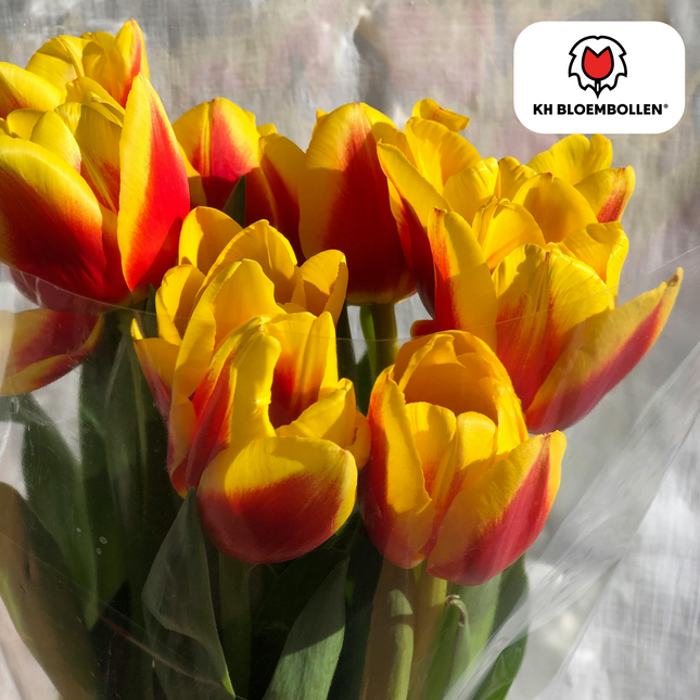 Bulbi di tulipano Jan Seignette – 20 pezzi | KH Bloembollen® | Tulipano a strisce rosse e gialle – Classico e appariscente – Per giardino o vaso – Misura 11/12 – Freschi dal coltivatore
