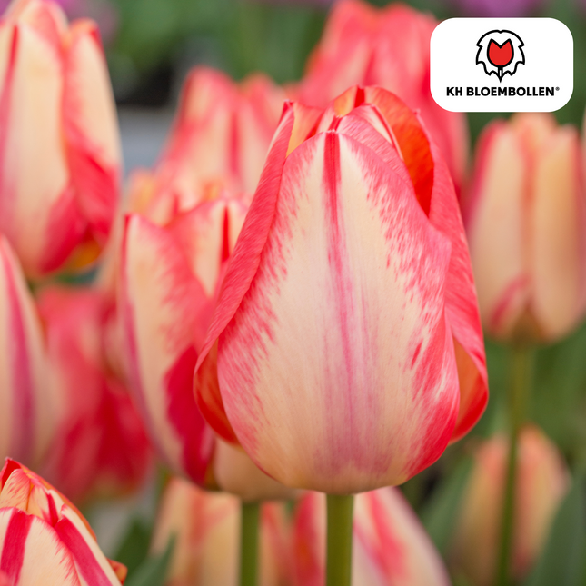 Bulbi di tulipano Spring Break – 20 pezzi | KH Bloembollen® | Tulipani rosso-arancio – Vivaci, energici e appariscenti – Per giardino o vaso – Misura 11/12 – Freschi di coltivazione
