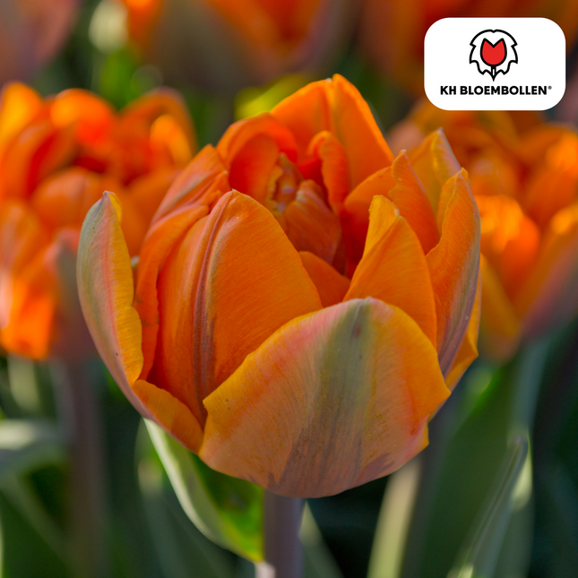 Bulbi di tulipano Icon – 20 pezzi | KH Bloembollen® | Tulipano arancione a doppio fiore – Pieno, caldo e sorprendente – Per giardino o vaso – Misura 11/12 – Freschi dal coltivatore