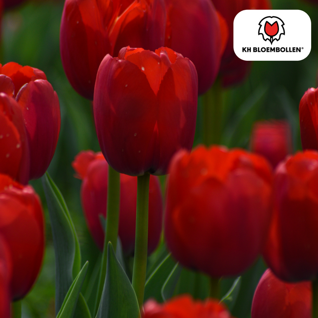 Bulbi di tulipano Ile de France – 20 pezzi | KH Bloembollen® | Tulipano rosso intenso – Classico, vigoroso ed elegante – Per giardino o vaso – Misura 11/12 – Freschi dal coltivatore