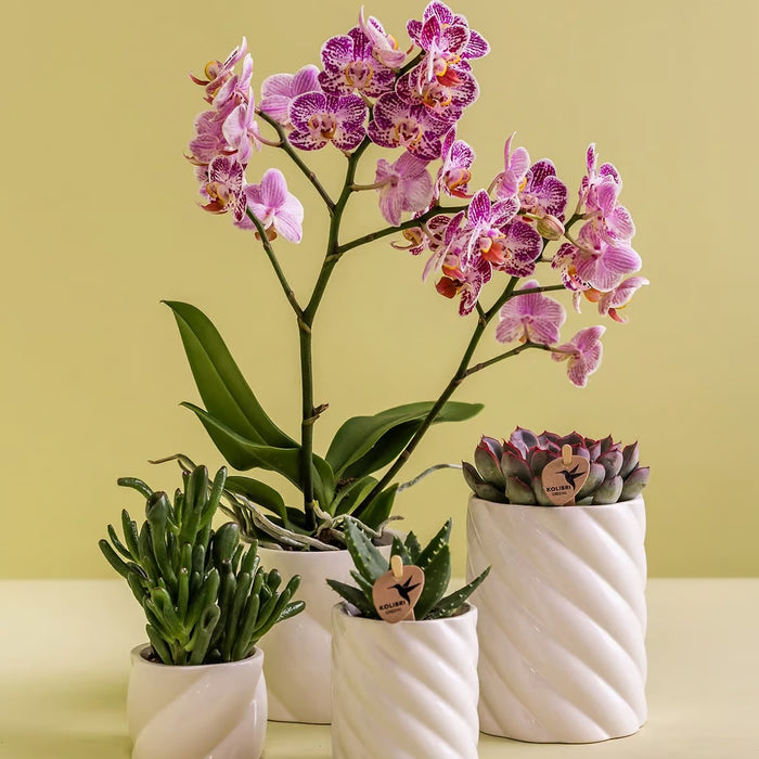 Kolibri Home | Candy sierpot | Hoog - White - Ø9cm