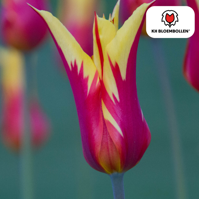 Bulbi di tulipano Fire Wings – 20 pezzi | KH Bloembollen® | Tulipano fiammato rosso-giallo – Ardente e sorprendente – Per giardino o vaso – Misura 11/12 – Freschi dal coltivatore