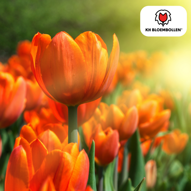 Bulbi di tulipano Icon – 20 pezzi | KH Bloembollen® | Tulipano arancione a doppio fiore – Pieno, caldo e sorprendente – Per giardino o vaso – Misura 11/12 – Freschi dal coltivatore