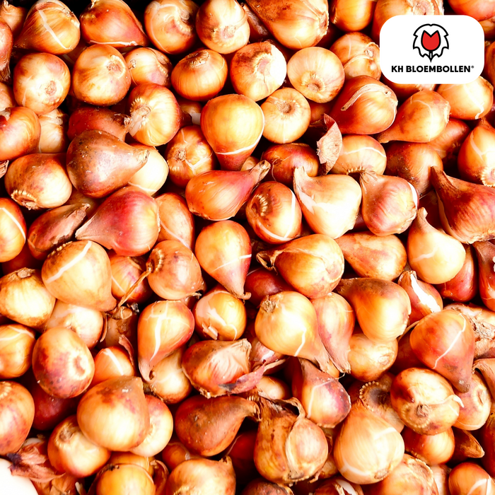 Tulpenbollen Gudoshnik Double – 20 Stuks | KH Bloembollen® | Geel, Oranje & Rode Dubbelbloemige Tulp – Pioenachtig & Kleurrijk – Voor Tuin of Pot – Maat 11/12 – Vers van de Teler