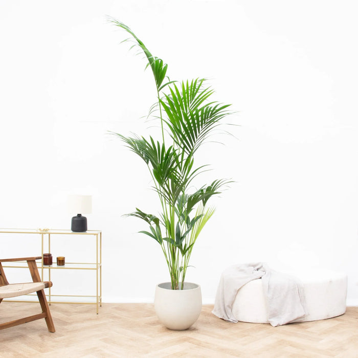 Kentia palm - ↕180cm - Ø24cm - Howea