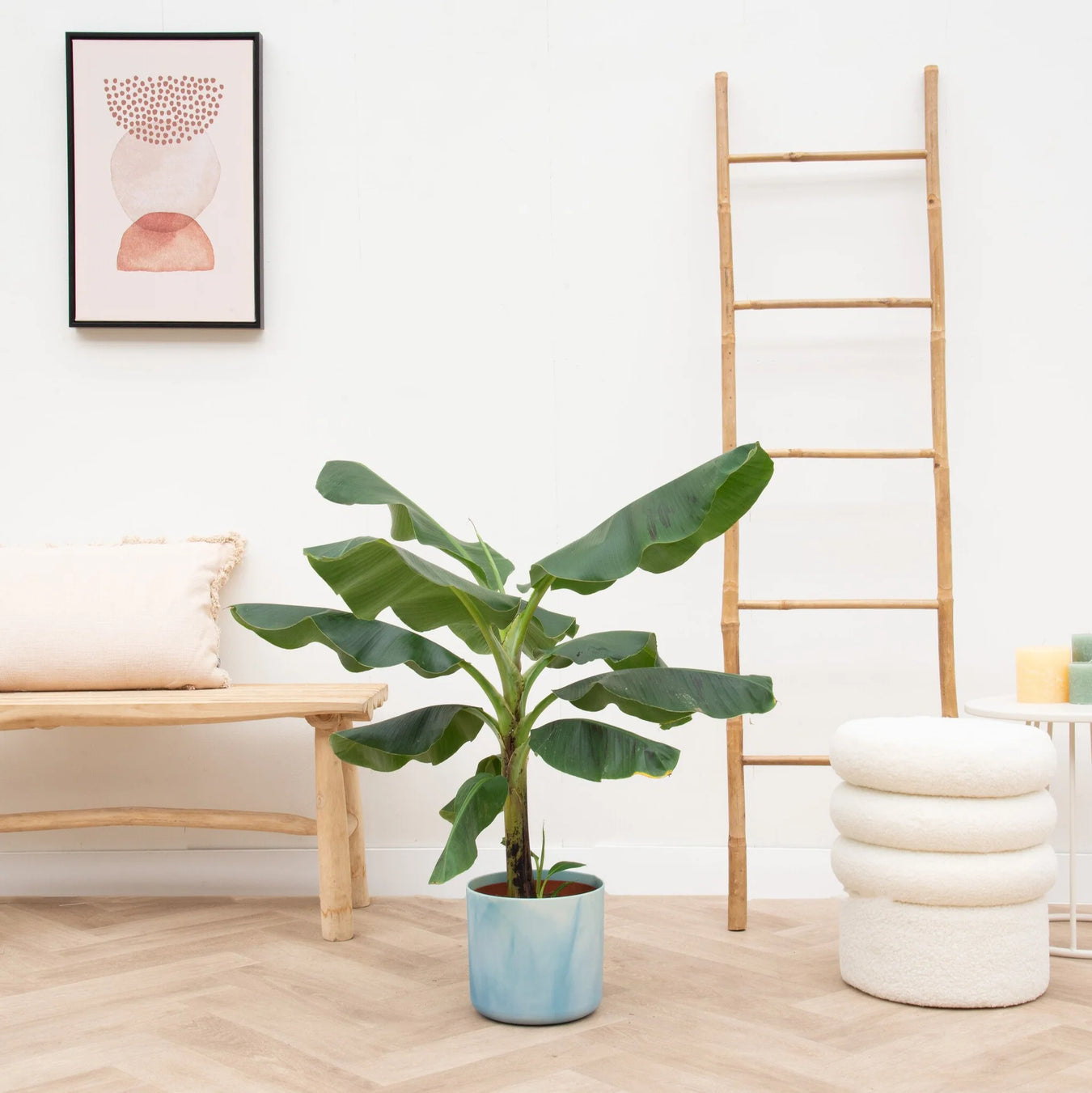 Bananenplant (Musa Basjoo)