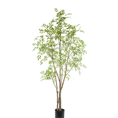 Collection image for: Nandina Domestica (Bambù Celeste)