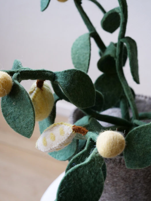 Kidsdepot vilten plant Citrus