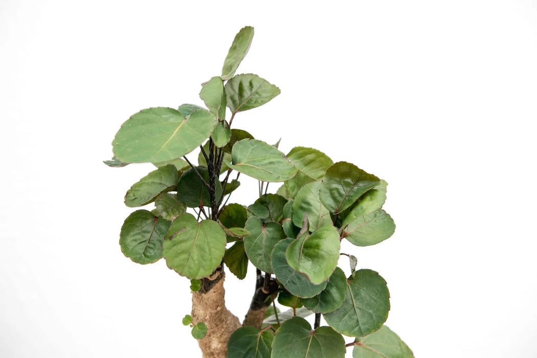 Polyscias Fabian - Aralia - ↕45cm - Ø12cm