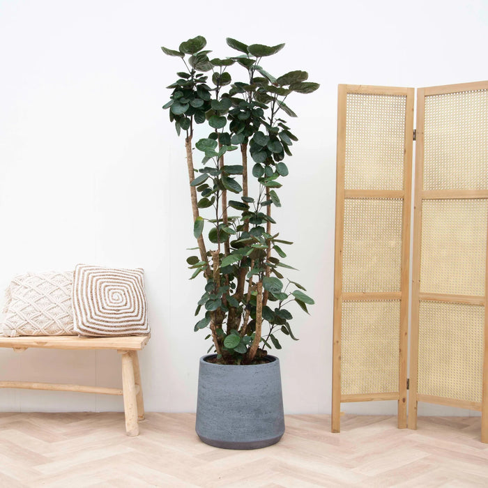 Polyscias Fabian XXL - Aralia - ↕160cm - Ø30cm