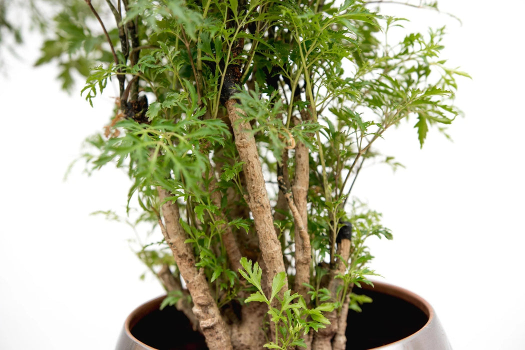 Polyscias Hawaiiana Ming - Aralia - ↕100cm - Ø24cm