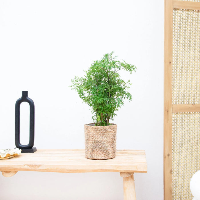 Polyscias Hawaiiana Ming - Aralia - ↕45cm - Ø12cm