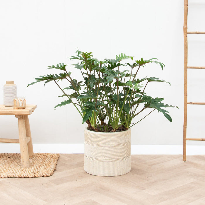 Philodendron Xanadu - ↕80cm - Ø27cm
