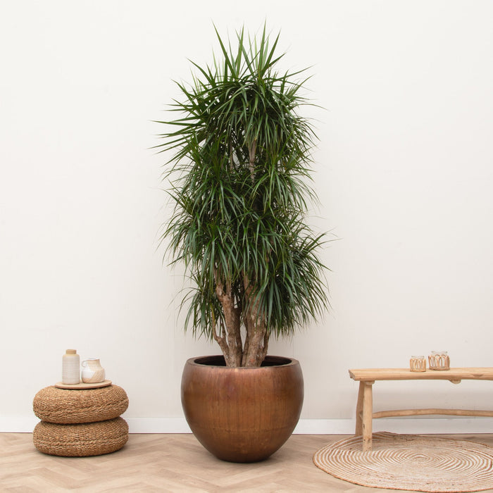 Dracaena Marginata vertakt XXL - 190cm ⌀ 40-45 cm