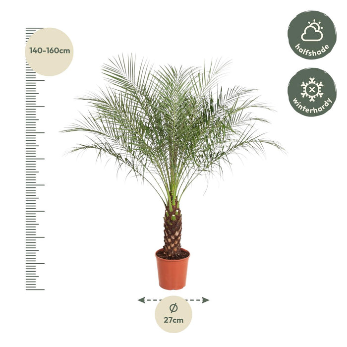 Phoenix Roebelenii - Dwergdadelpalm - ↕150cm - Ø27cm