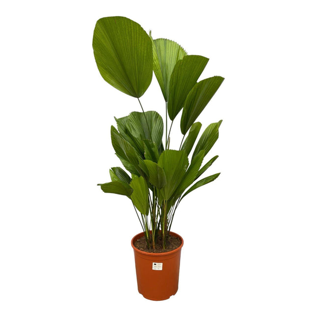 Licuala Grandis - Waaierpalm - ↕90-100cm - Ø19cm -