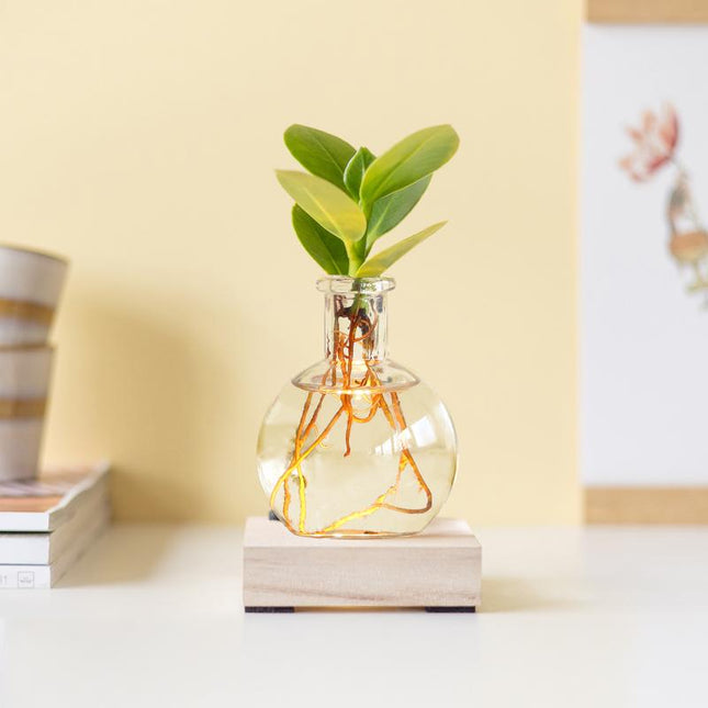 Leuchtpflanze – Clusia in einer Vase mit Lampe