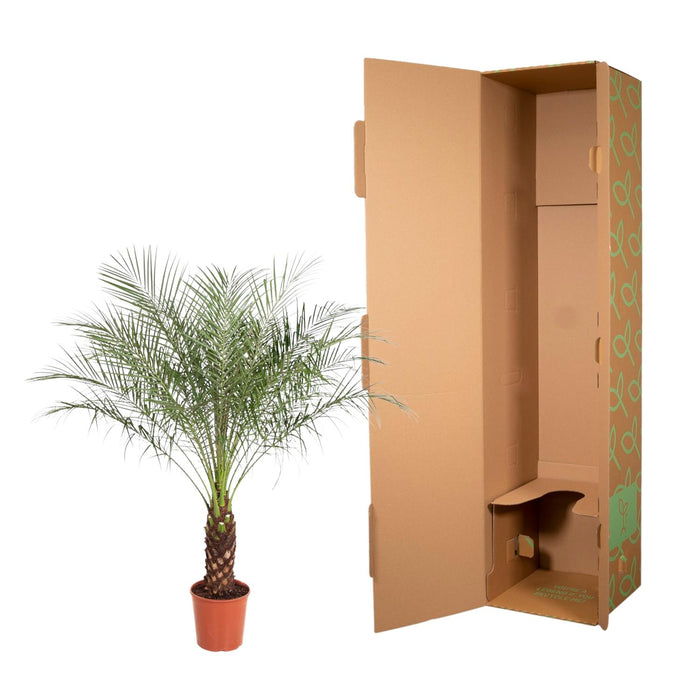 Phoenix Roebelenii - Dwergdadelpalm - ↕150cm - Ø27cm