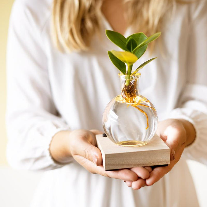 Glowplant - Clusia in vaasje met lampje