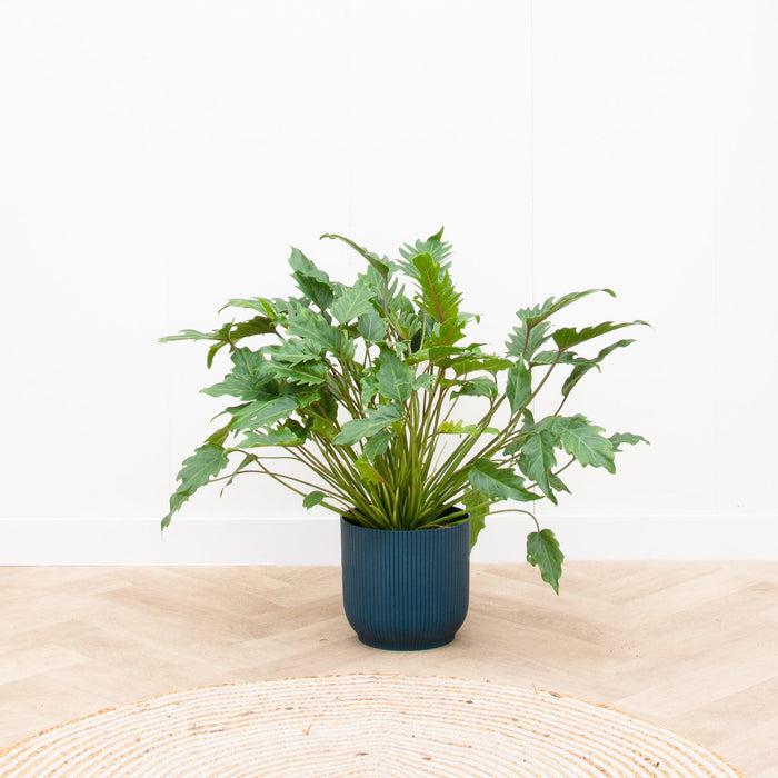 Philodendron Xanadu - ↕80cm - Ø27cm