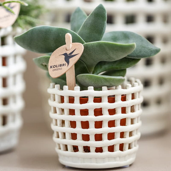 Kolibri Home | Mesh sierpot - Ø9cm