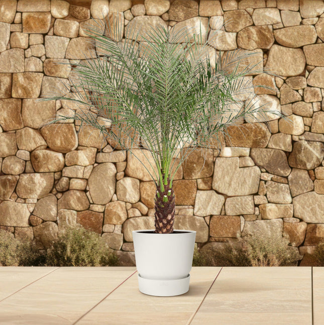 Phoenix Roebelenii - Palma da datteri nana - ↕140cm - Ø27cm