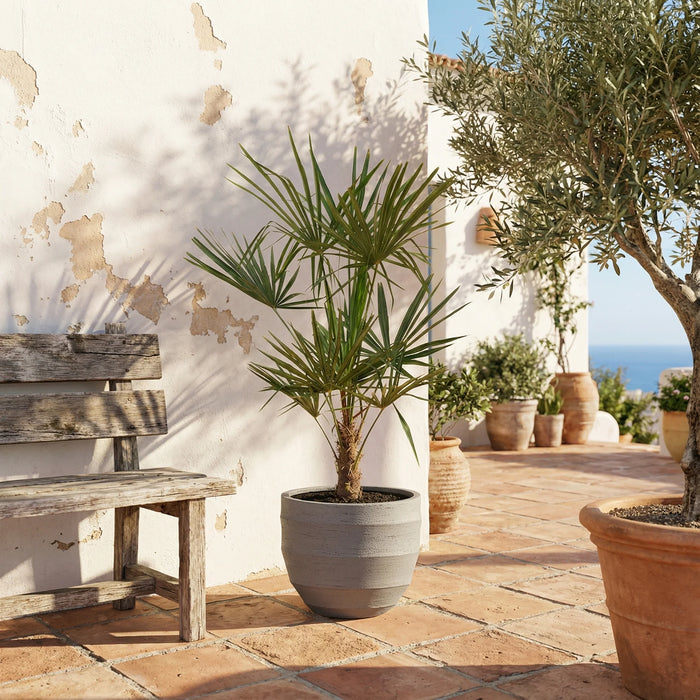 Trachycarpus Fortuneii - ↕160 cm - Ø27cm