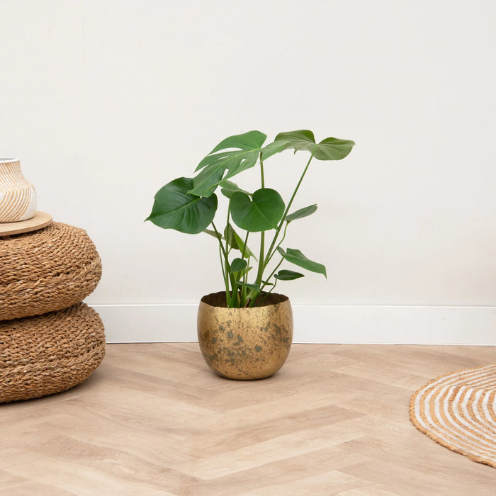 Monstera Deliciosa - ↕75cm - Ø21cm - Gatenplant