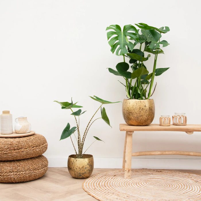 Monstera - Gatenplant - ↕70cm