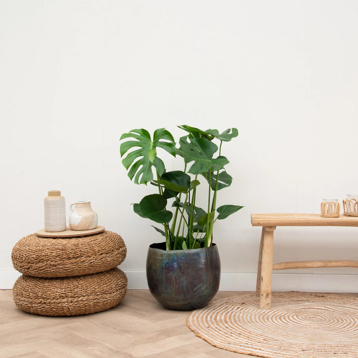Monstera Deliciosa - ↕75cm - Ø21cm - Gatenplant